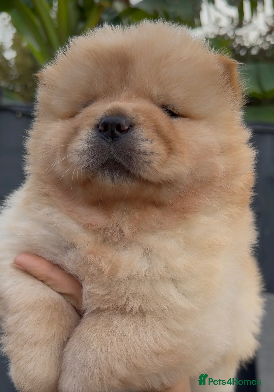 Chow Chow dogs for sale: Beautiful chow chow puppies  - Advert 1