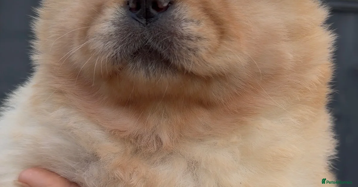 Chow Chow Puppies For Sale In England Pets4Homes chow-chow-puppies-for-sale-in-england-pets4homes