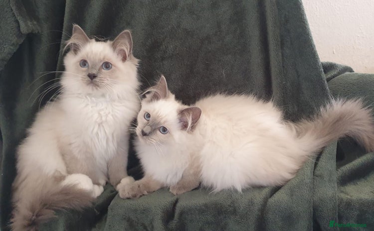 Ragdoll cats - Advert 16