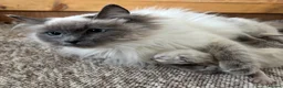 Ragdoll cats for sale: Ragdoll kittens  - Advert 9