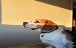 Beagle dogs for sale: Bernie Beagle  - Image 2