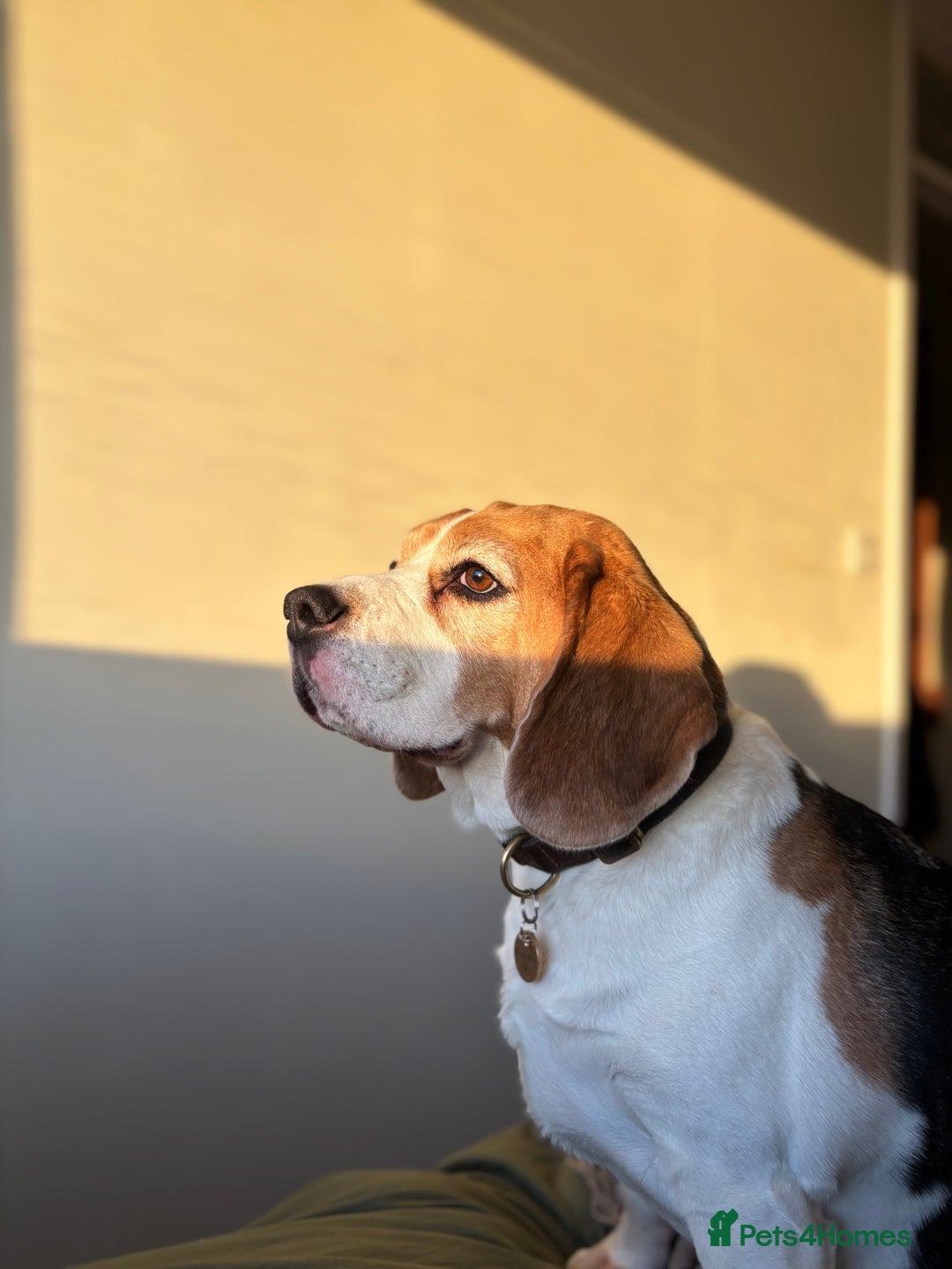 Beagle dogs for sale: Bernie Beagle  - Image 2
