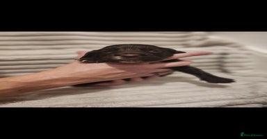 Cocker Spaniel dogs - Advert 27