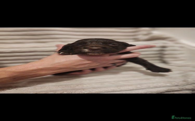 Cocker Spaniel dogs - Advert 15