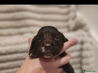 Cocker Spaniel dogs - Advert 7