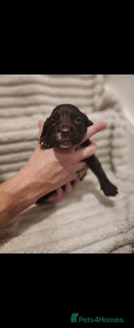 Cocker Spaniel dogs - Advert 15