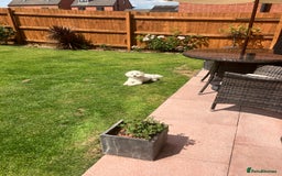 Maltipoo dogs for sale: 2 year old Maltipoo for sale - Image 3