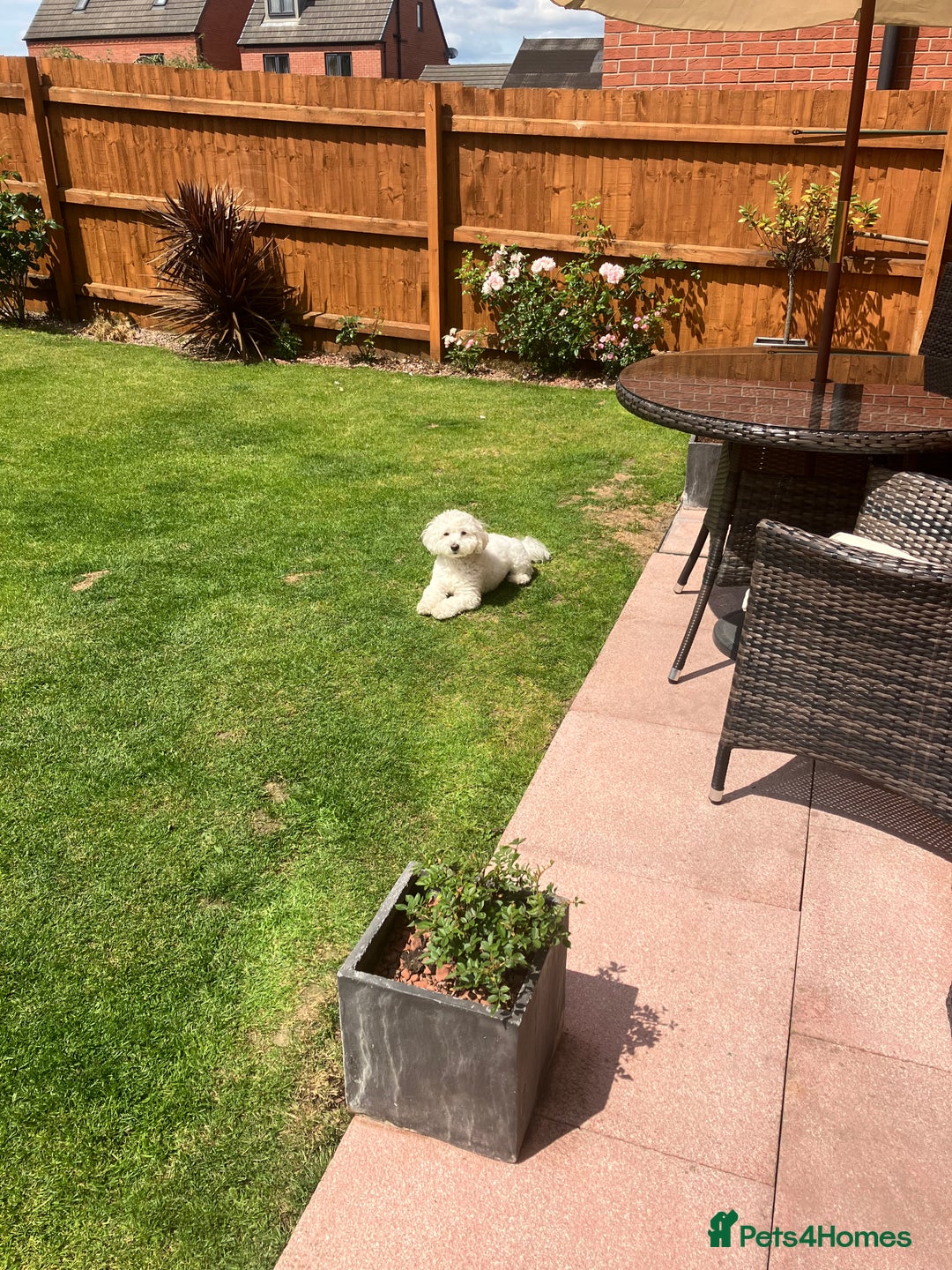 Maltipoo dogs for sale: 2 year old Maltipoo for sale - Image 3