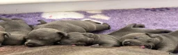 Staffordshire Bull Terrier dogs for sale: Staffordshire bull terrier blue kc reg full ped in Rhyl - Advert 31
