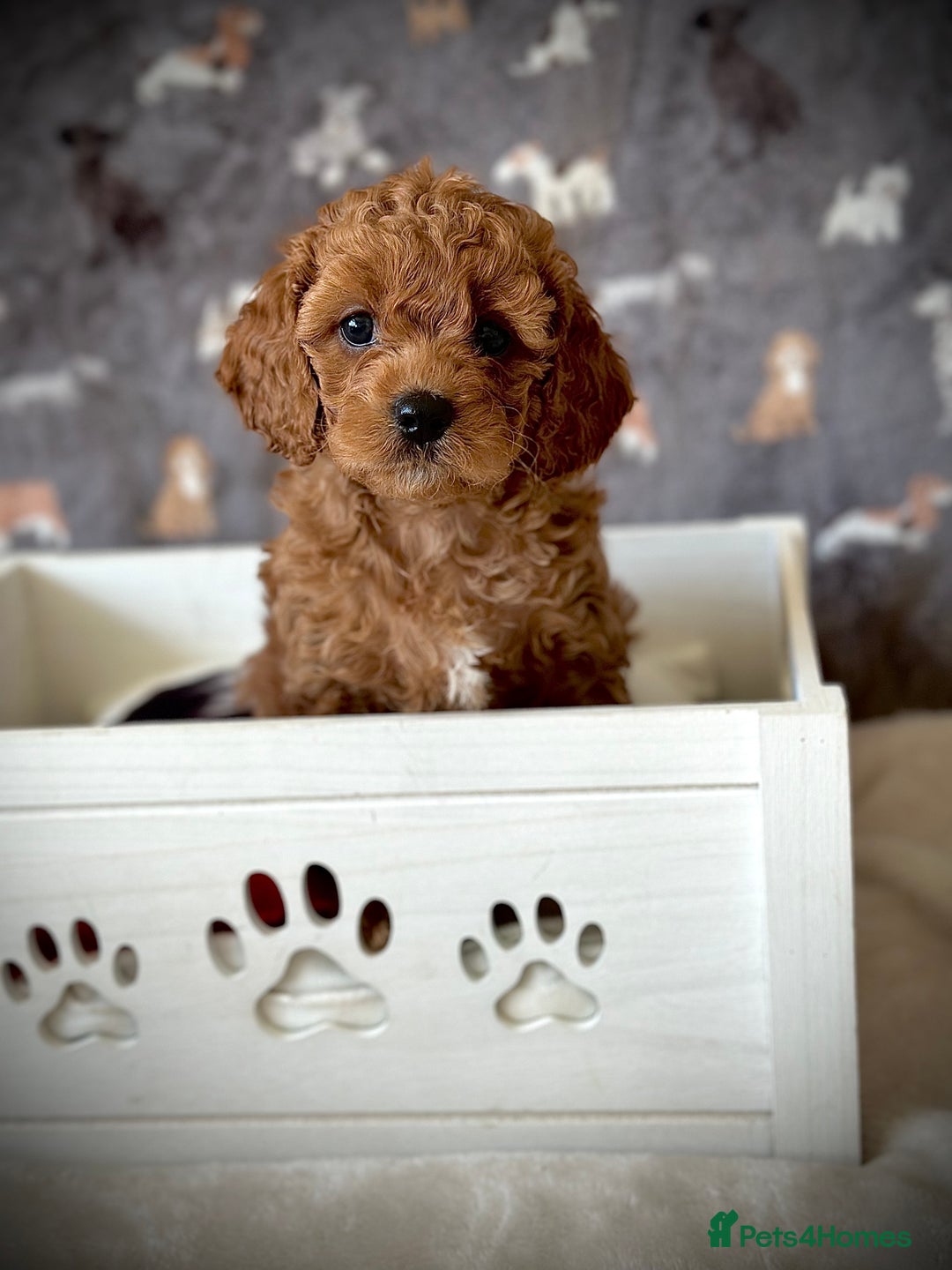Cavachon dogs for sale: Cavapoochon pups for sale - Advert 3