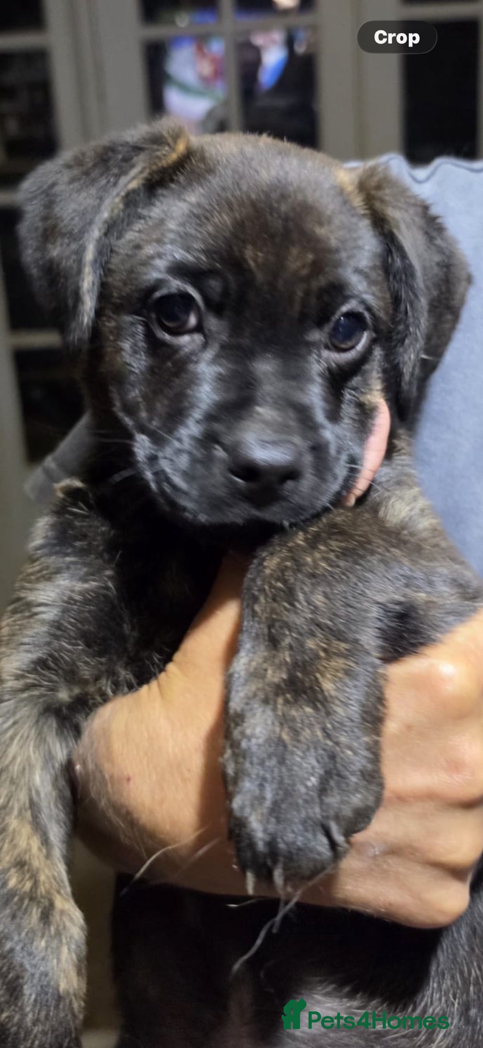 Mixed Breed dogs French bulldog x German Shepard pups for sale  - Advert 3