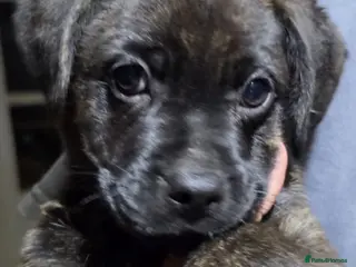 Mixed Breed dogs French bulldog x German Shepard pups for sale - Advert 3