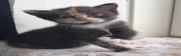 Mixed Breed cats for sale: Domestic shorthair female kittens - Advert 15
