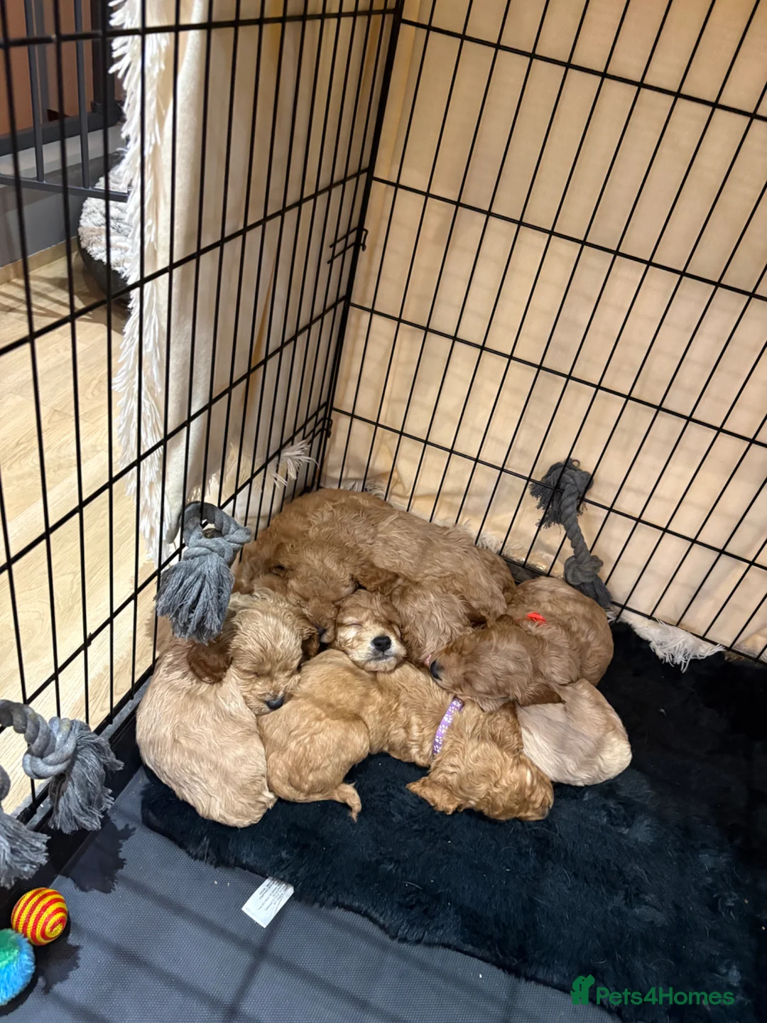 Cockapoo dogs for sale: 5 Cockapoo Puppies For Sale  - Advert 2