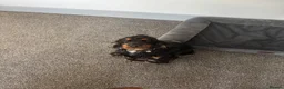 Cocker Spaniel dogs for sale: ❤️WAITING LIST BACK OPEN❤️ - Advert 4