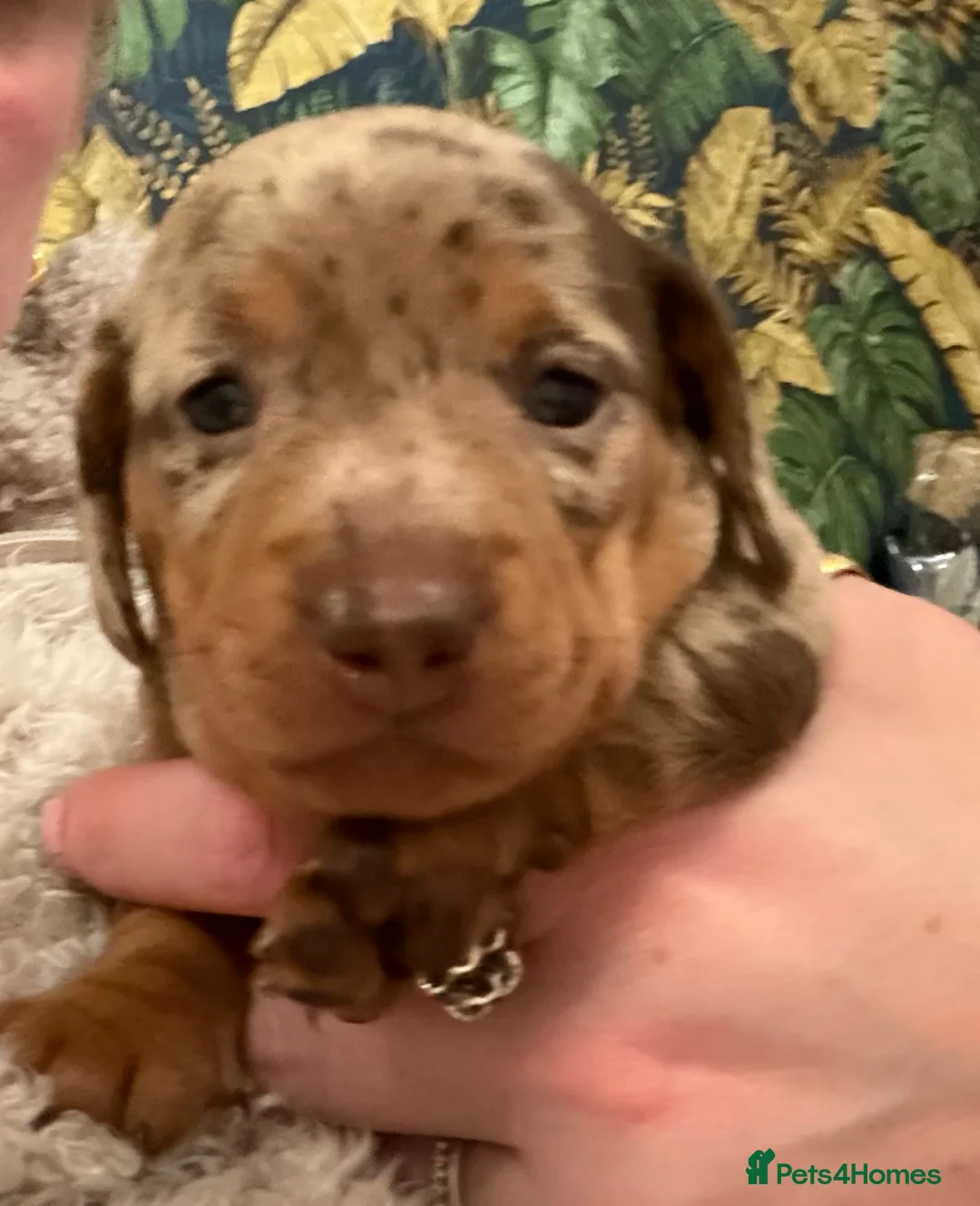 Miniature Dachshund dogs for sale: Miniature Dachshund puppies  - Advert 2