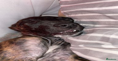 Mixed Breed dogs - Advert 9