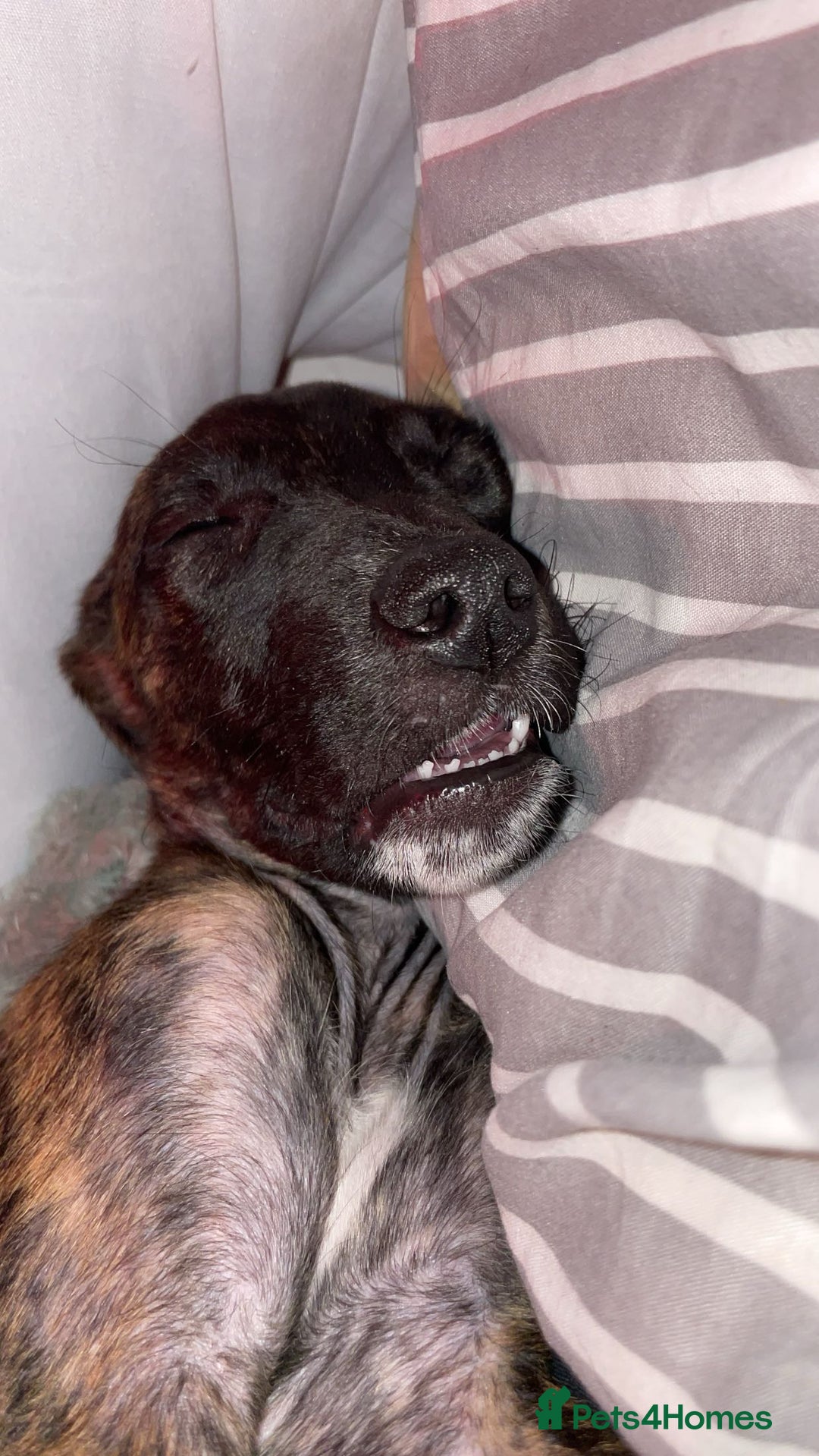 Mixed Breed dogs for sale: Puppy  - Image 2