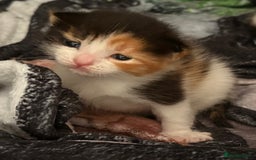 Mixed Breed cats for sale: 3 beautiful kittens for sale - Image 9