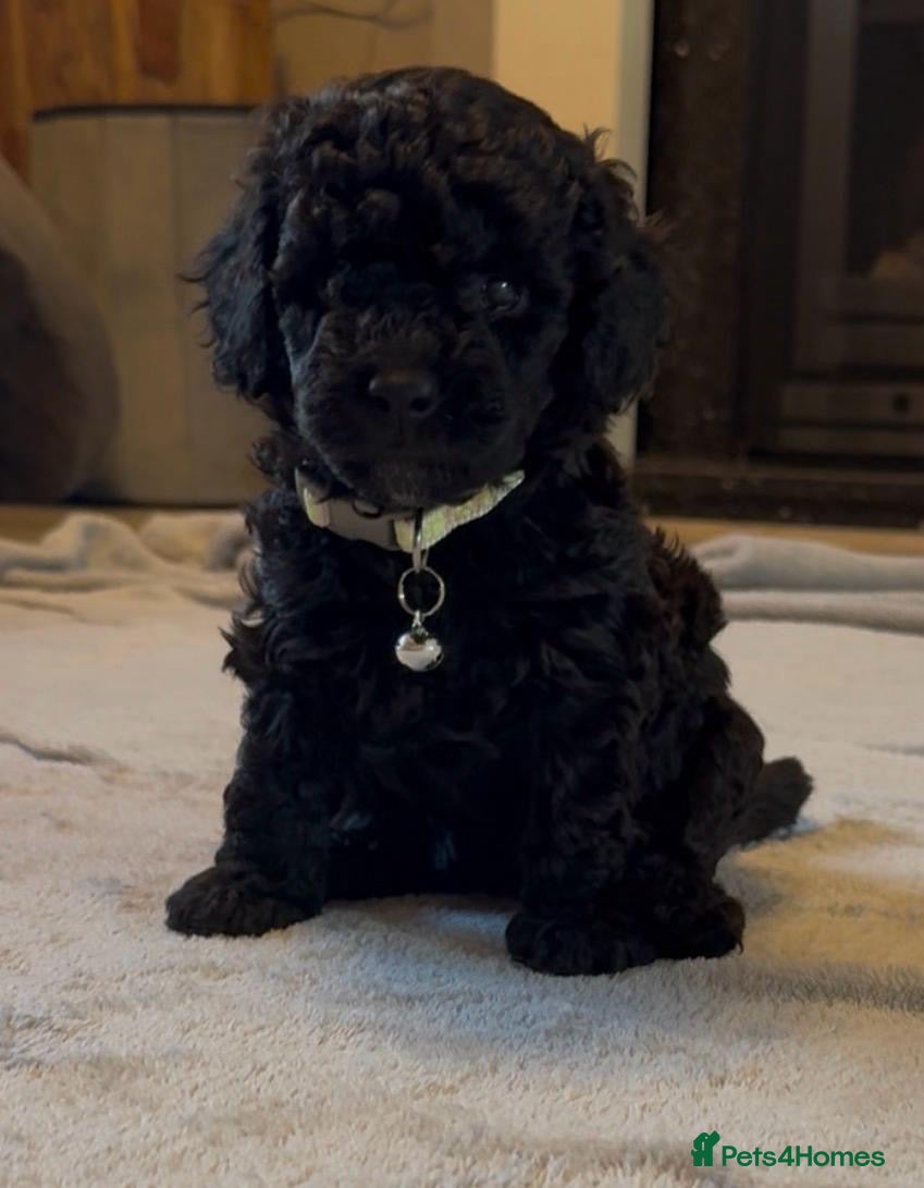 Cockapoo dogs Toy Cockapoo Puppies | DNA & Health Tested Parents - Advert 1