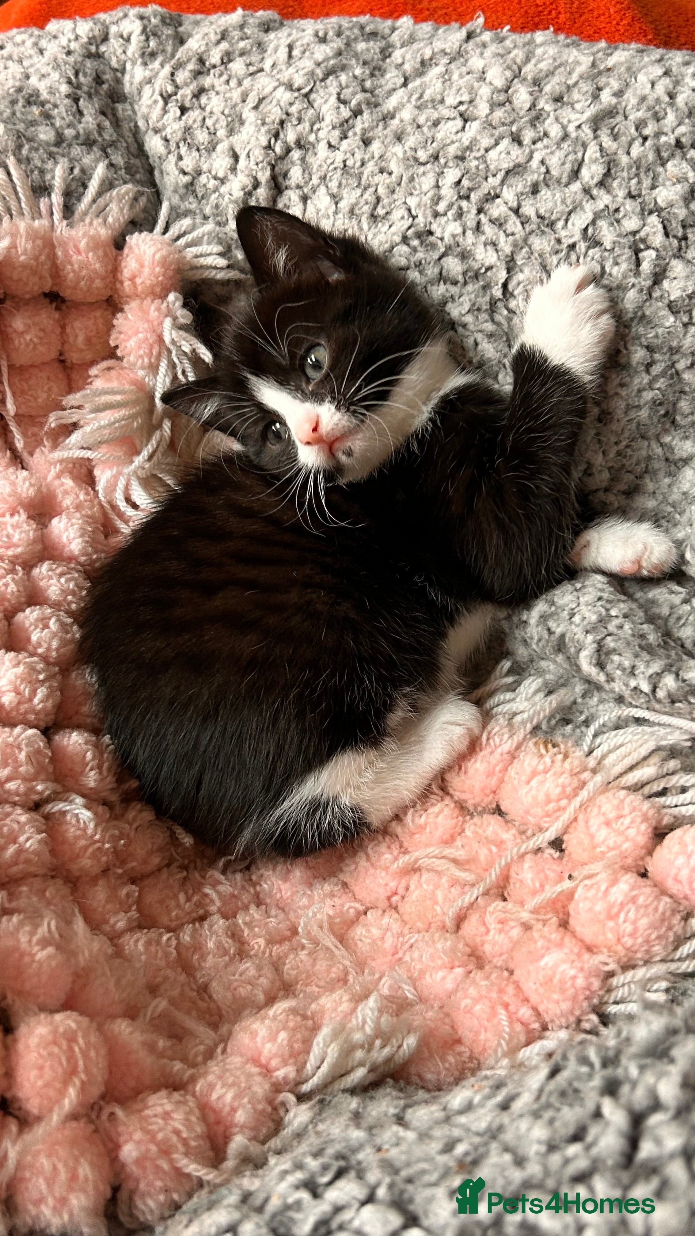 British Shorthair cats 4 kittens for sale  - Advert 2