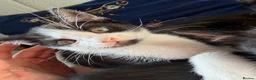 Mixed Breed cats for sale: black and white kittens  - Advert 2