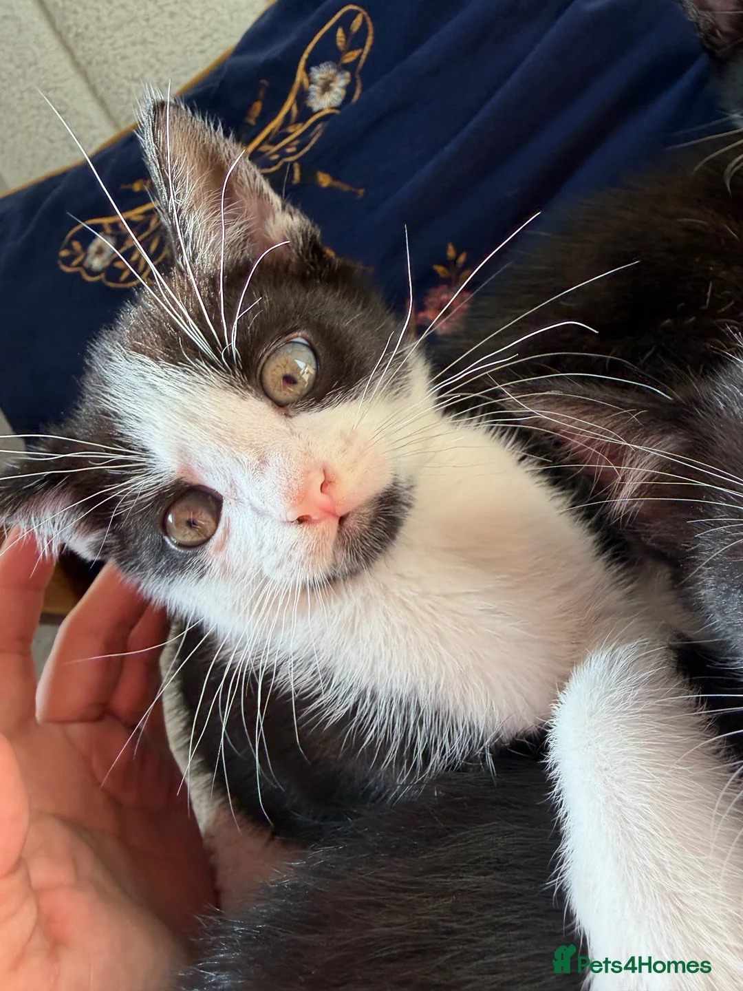 Mixed Breed cats for sale: black and white kittens  - Advert 2