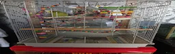 Budgerigars birds for sale: Budgies for sale  in Derby - Advert 2