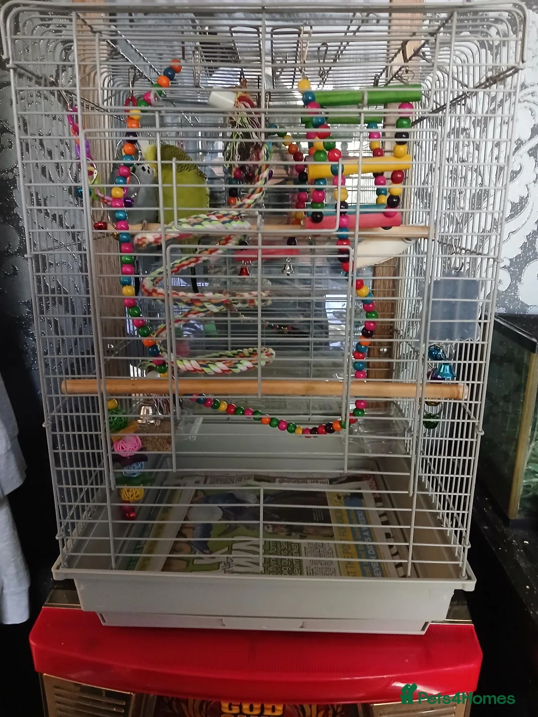 Budgerigars birds for sale: Budgies for sale  in Derby - Advert 2