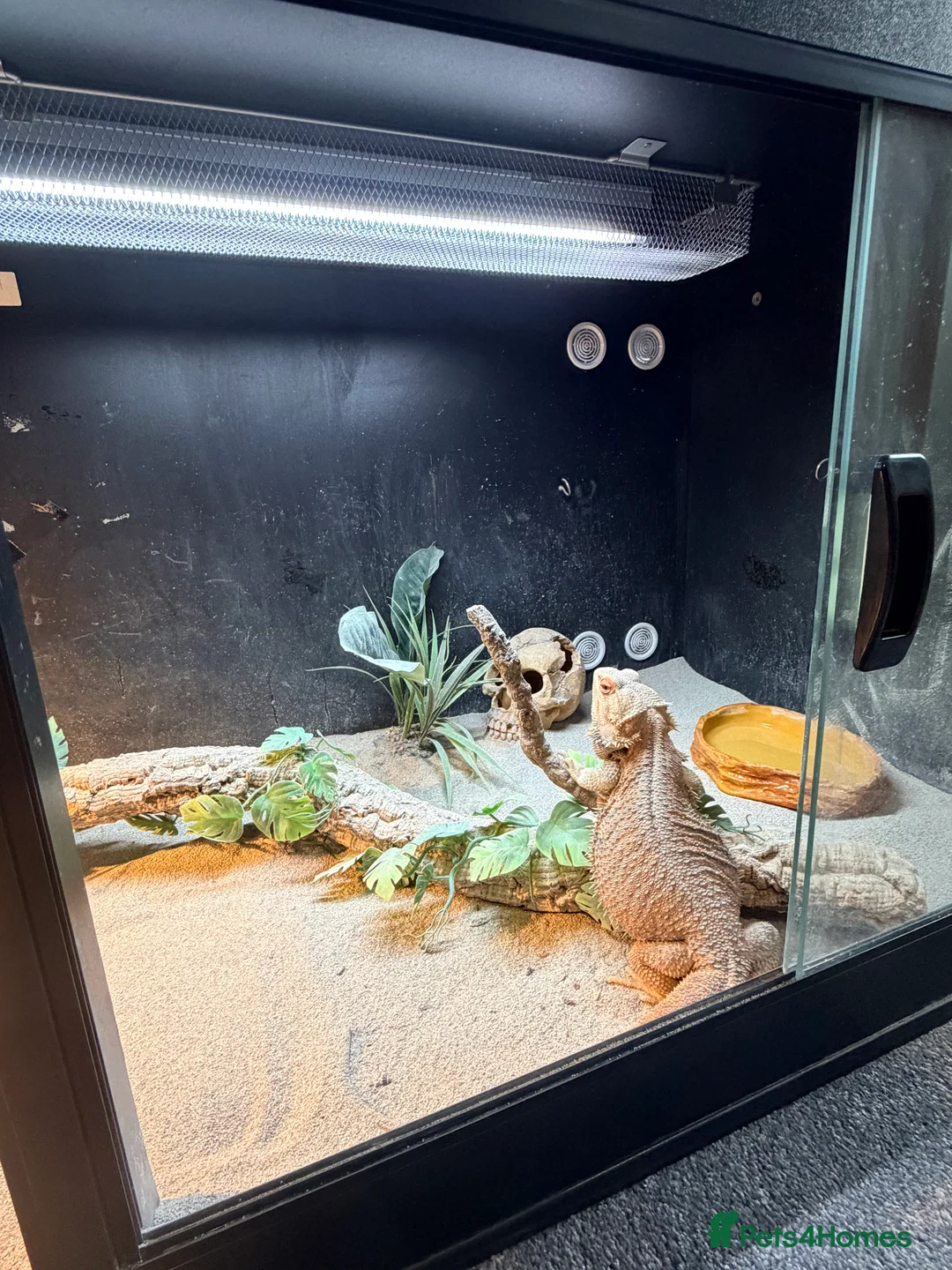 Bearded Dragon reptiles for sale: Bearded dragon  in Thame - Advert 6