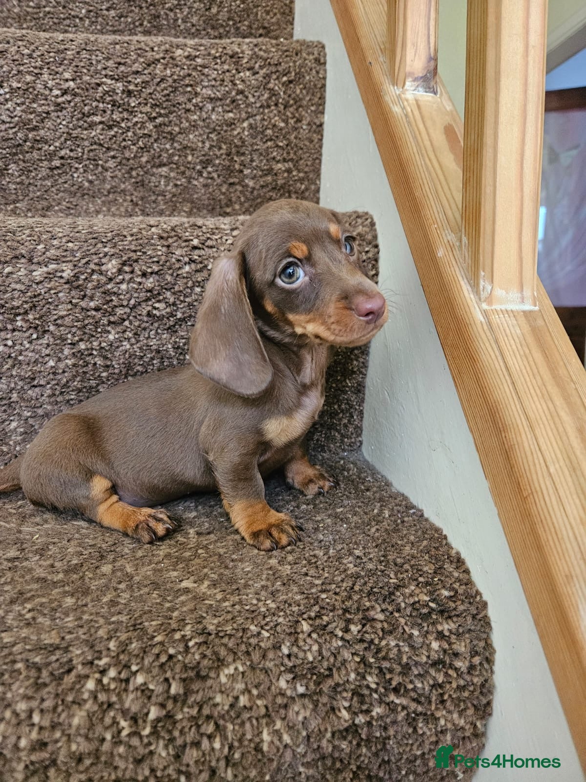 Miniature Dachshund dogs 3 Beautiful miniature dachshunds  - Advert 5