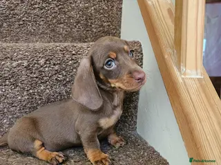 Miniature Dachshund dogs 3 Beautiful miniature dachshunds - Advert 4