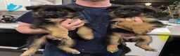 German Shepherd dogs for sale: Beautiful KC reg health tested puppies for sale - Advert 7