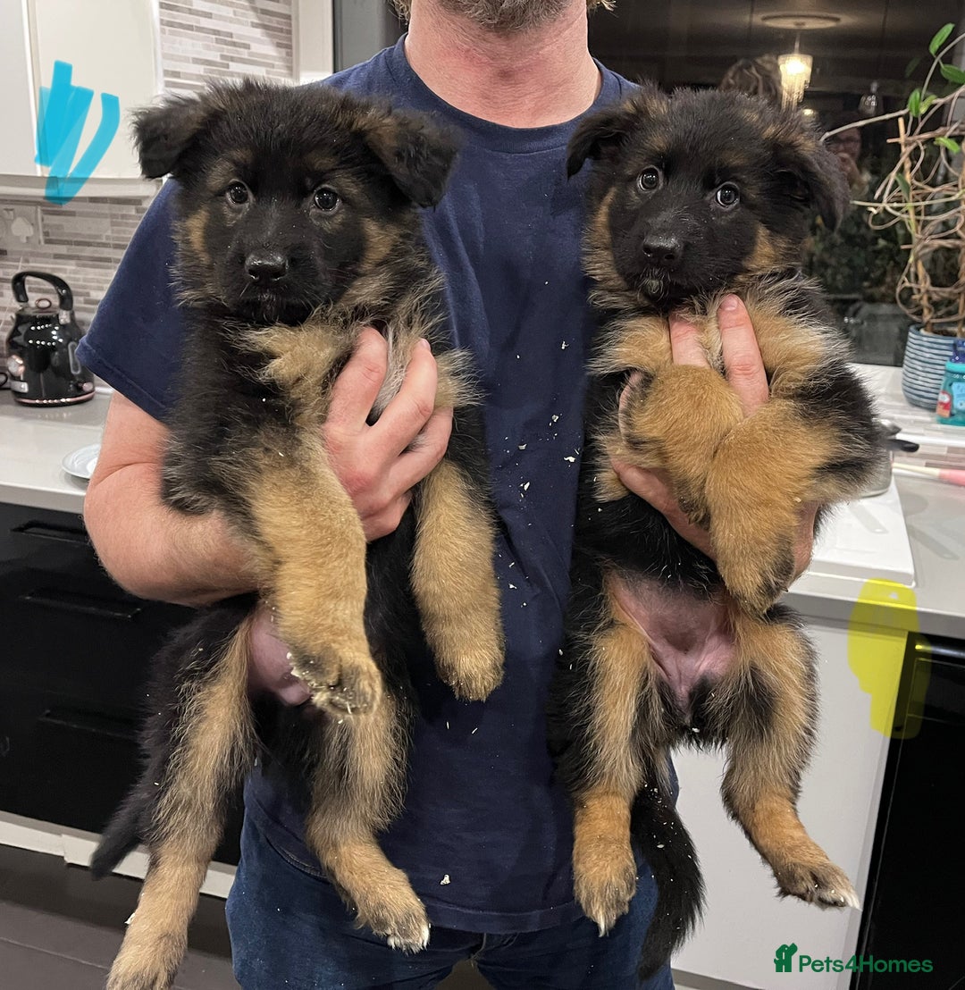 German Shepherd dogs for sale: Beautiful KC reg health tested puppies for sale - Advert 7