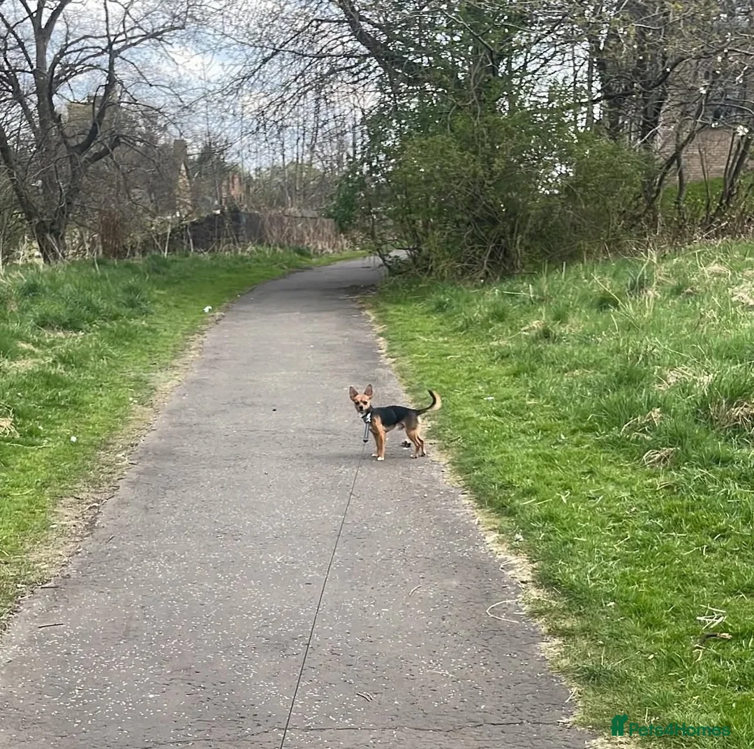 Jack Chi dogs for sale: Adult male Chihuahua/Jack Russell  in Glasgow - Advert 2