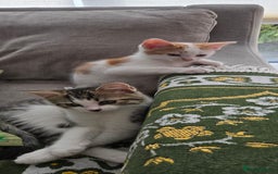 Mixed Breed cats for sale:  Blue eyes Flower pattern mark unique kitten  - Image 21