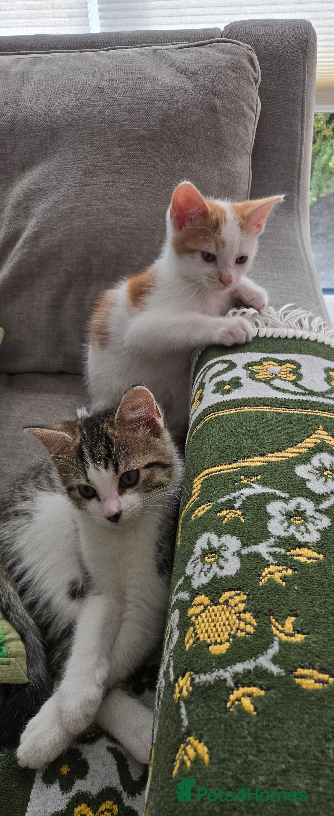 Mixed Breed cats for sale:  Blue eyes Flower pattern mark unique kitten  - Image 21