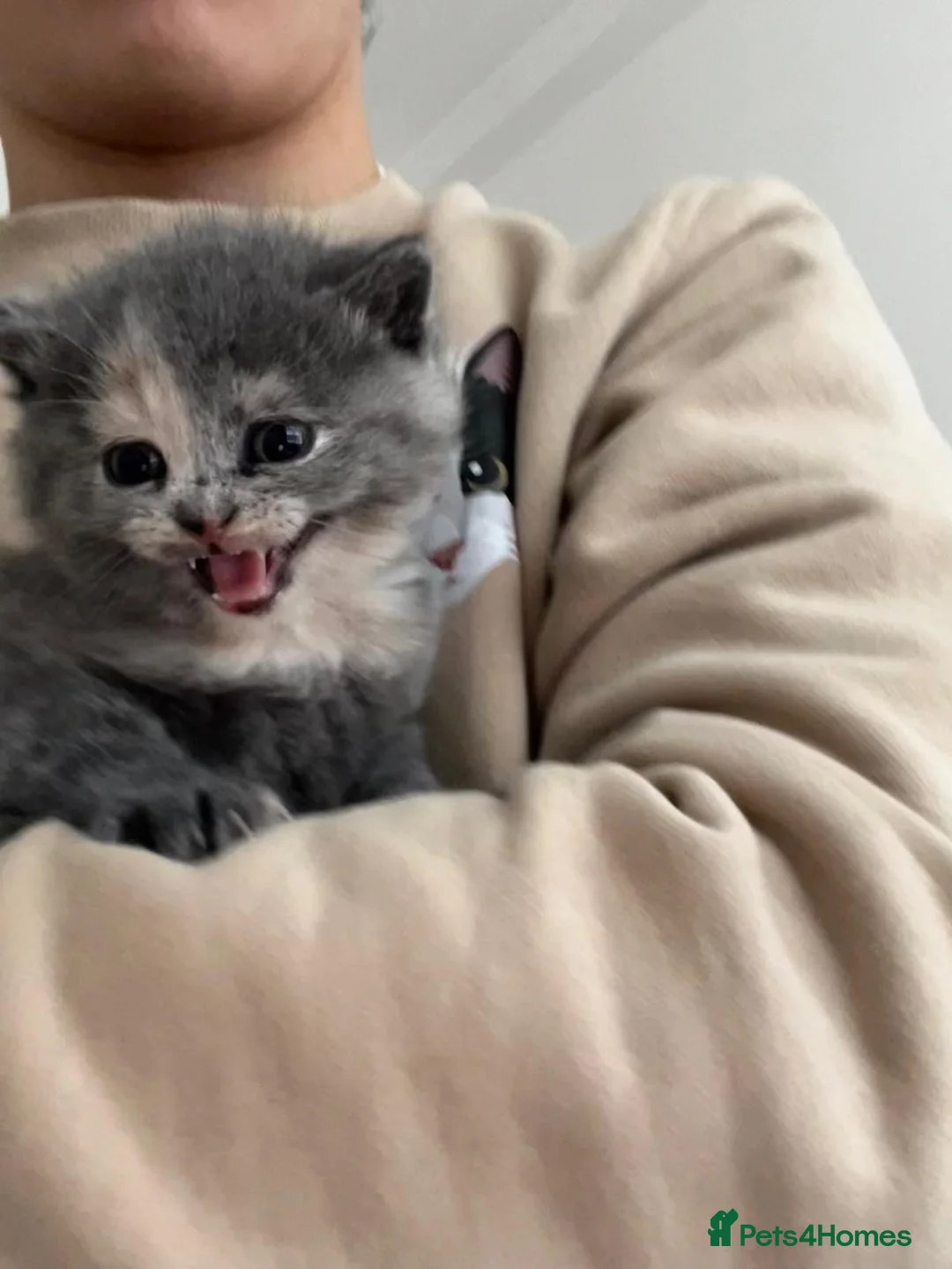 Mixed Breed cats for sale: [Last Girl!] British Short x Mainecoon Hair  - Advert 7