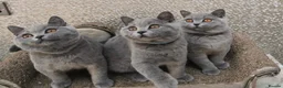 British Shorthair cats for sale: 3 Gorgeous British Short Hair Kittens - Advert 4
