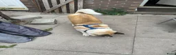 Akita dogs for sale: Female Akita  - Advert 5