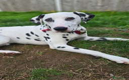 Dalmatian dogs for sale: Dalmatian looking for a forever home - Image 8