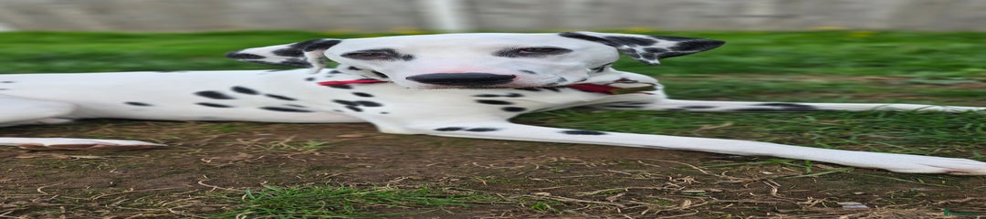 Dalmatian Puppy 1
