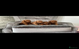 Miniature Poodle dogs for stud: EXTENSIVELY HEALTH TESTED POODLE FOR STUD - Image 4