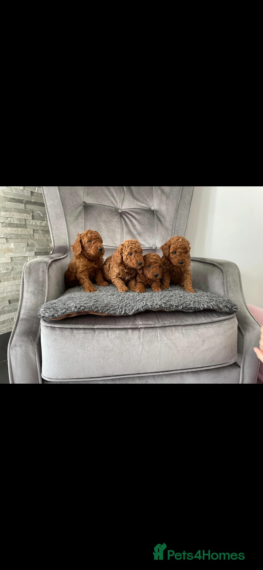 Miniature Poodle dogs for stud: EXTENSIVELY HEALTH TESTED POODLE FOR STUD - Advert 5