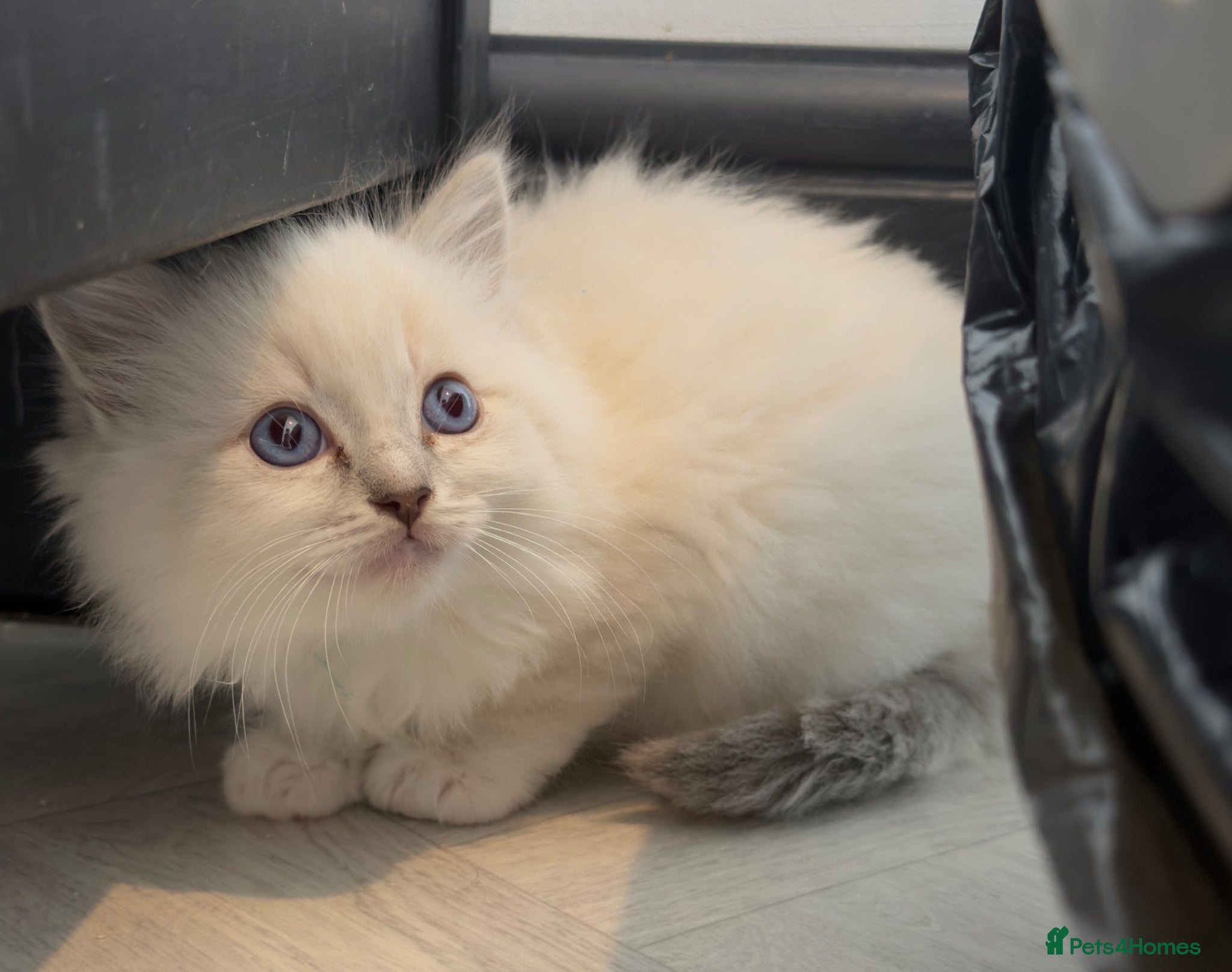 Ragdoll cats READY TO GO 3 x Male Pedigree Ragdoll Kittens  - Advert 1