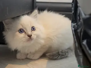 Ragdoll cats READY TO GO 3 x Male Pedigree Ragdoll Kittens - Advert 1