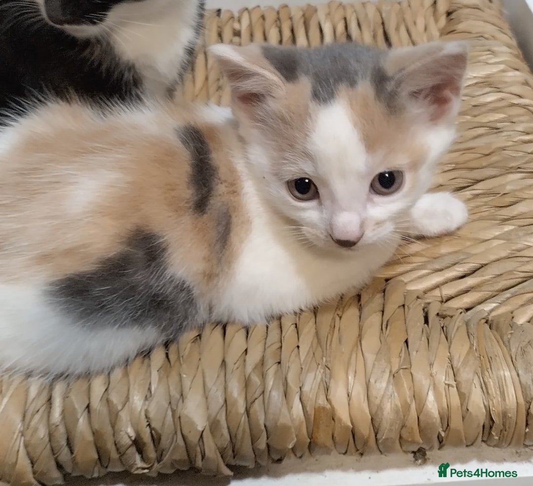 Mixed Breed cats for sale: Beautiful tortoiseshell kitten - Advert 3