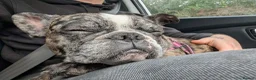 French Bulldog dogs for sale: Luna 2 year old French bulldog  - Advert 7