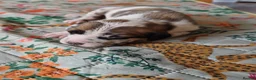 Mixed Breed dogs for sale: Cane Corso x Performance Mastiff   - Advert 27