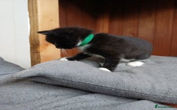 Mixed Breed cats for sale: 🐾 Adorable Black & White Kittens  🐾 - Image 3